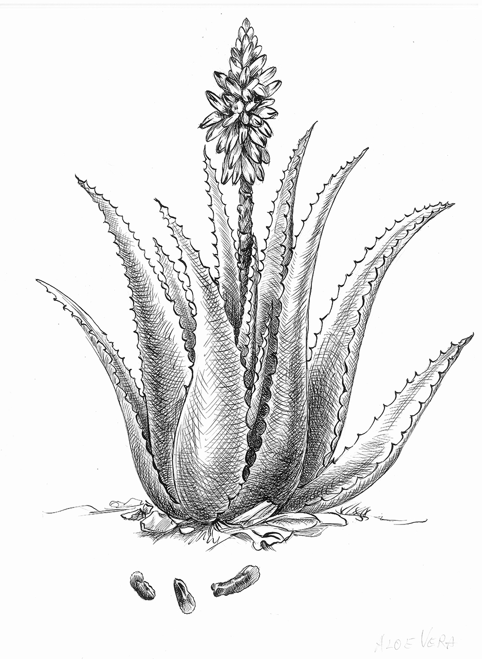 Aloe Vera