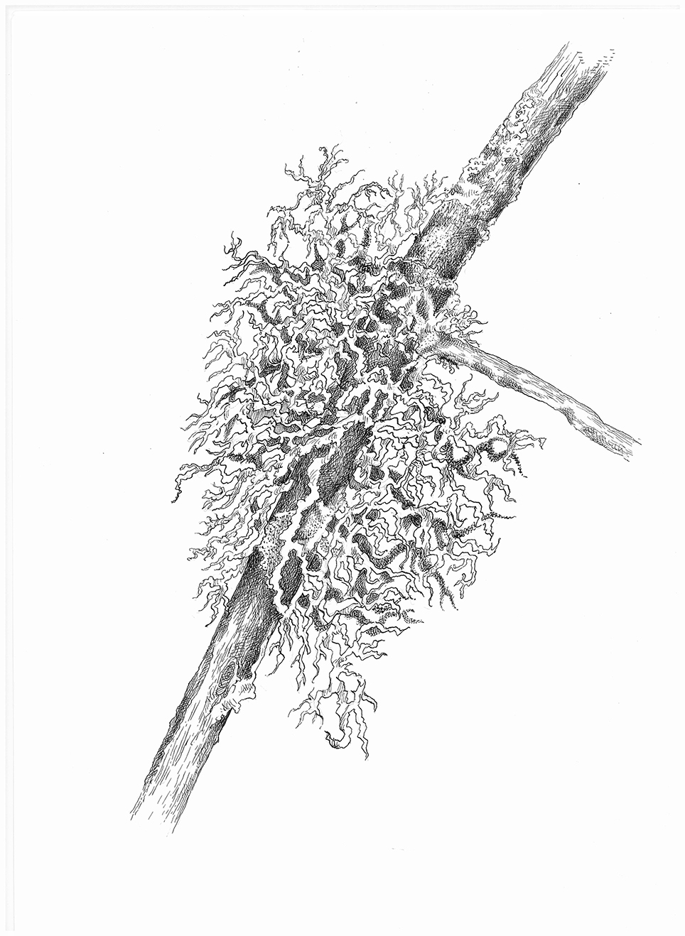 Usnea Barbata