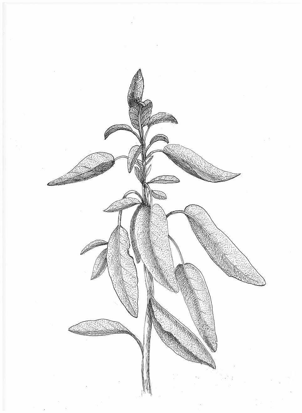 Salvia