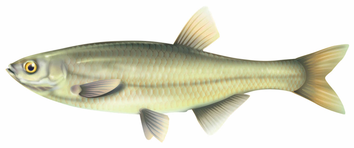 alborella