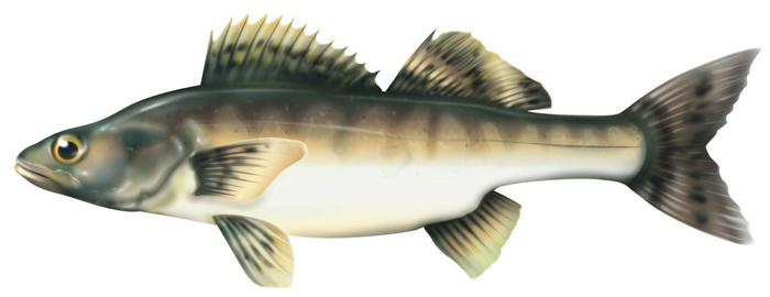 luccioperca