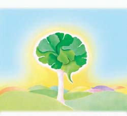 Gingko