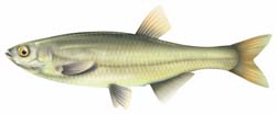 alborella